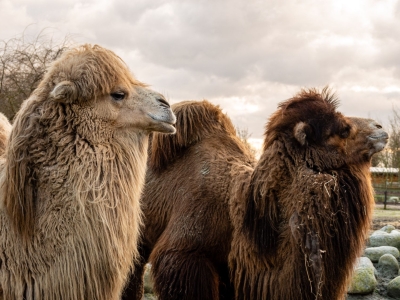 Kameel - De Zonnegloed - Dierenpark - Dieren opvangcentrum - Sanctuary
